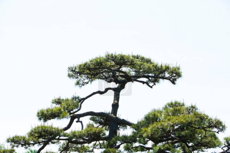 Photo for Pine trees in the forest - Royalty Free Image