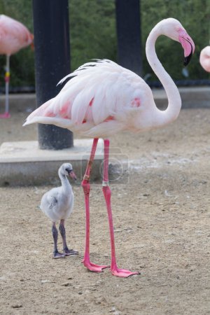 Téléchargez les photos : Flamingo and baby in the zoo - en image libre de droit