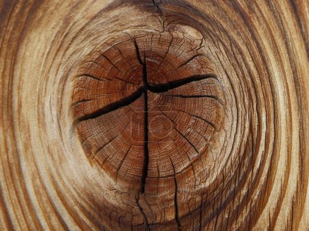 Téléchargez les photos : Gros plan d'un tronc d'arbre texture - en image libre de droit
