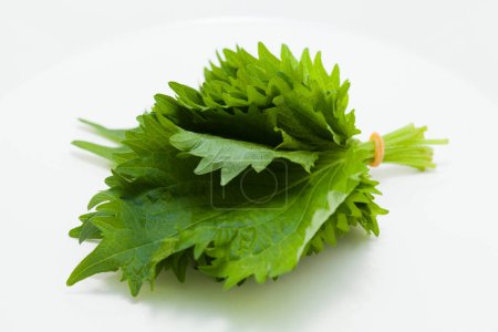 fresh green leaves of shiso or perilla plant isolated on white background