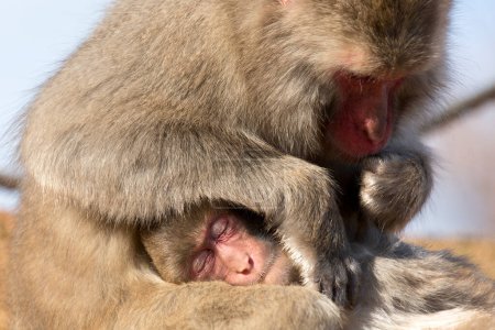 Foto de Macacos japoneses monos en busca de pulgas - Imagen libre de derechos