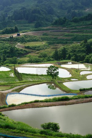 Foto de Campos de arroz verde en las montañas - Imagen libre de derechos