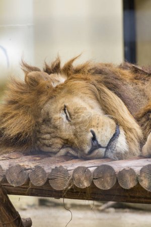 Téléchargez les photos : Portrait d'un lion endormi par terre au zoo - en image libre de droit
