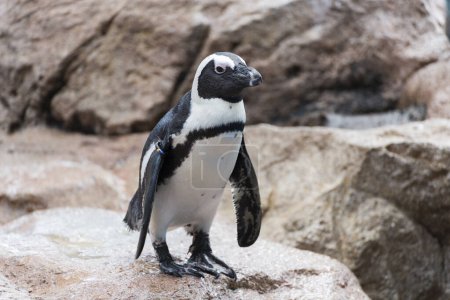 Téléchargez les photos : Mignon pingouin oiseau dans le zoo sur fond de nature - en image libre de droit