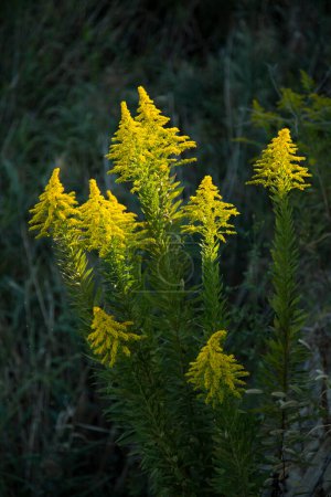Foto de Flores amarillas en el jardín sobre fondo natural - Imagen libre de derechos