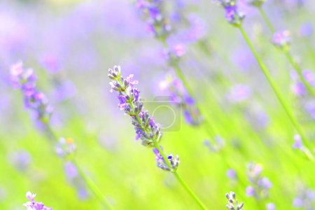 Téléchargez les photos : Belles fleurs de lavande dans un champ en été - en image libre de droit
