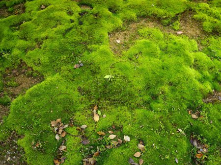 Foto de Musgo verde en el suelo sobre fondo natural - Imagen libre de derechos