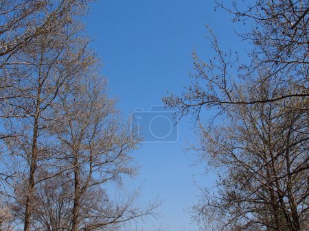 Foto de Hermosa vista de los árboles del bosque - Imagen libre de derechos