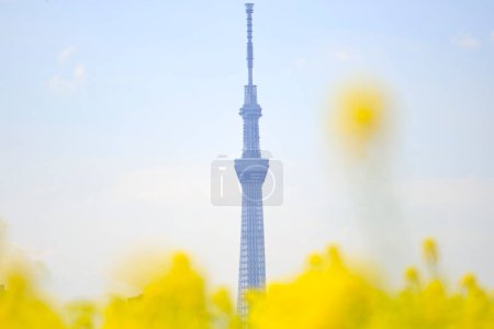 Photo for View of Tokyo Skytree with flowers - Royalty Free Image