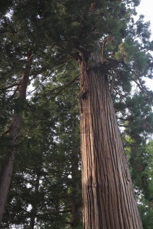 Téléchargez les photos : Des séquoias géants au parc - en image libre de droit