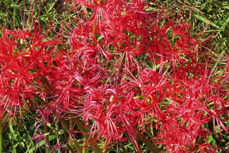 Red spider lily or cluster amaryllis flowers blooming in  Japan