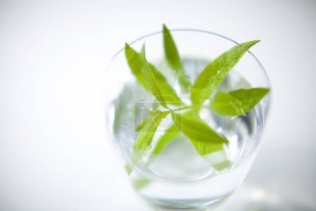 Téléchargez les photos : Thé vert frais à la menthe sur fond blanc - en image libre de droit