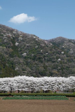 Foto de Flor de cerezo, flores de primavera - Imagen libre de derechos