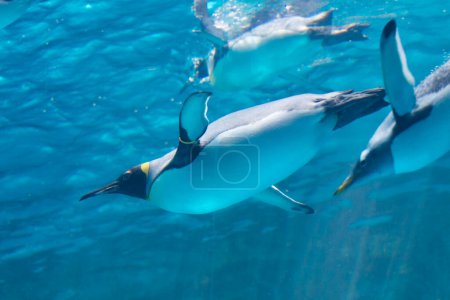 Foto de Pingüino nadando bajo el agua en el acuario - Imagen libre de derechos