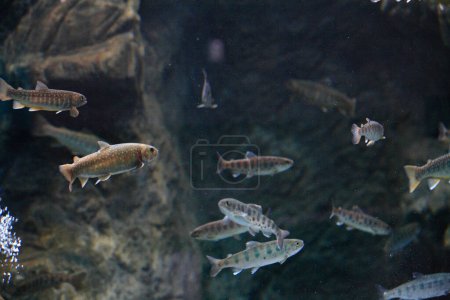 Photo for Close-up view of fish swimming in aquarium water - Royalty Free Image