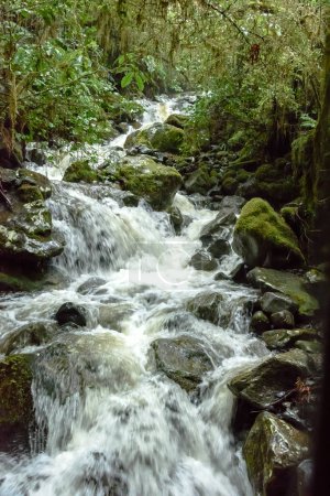 Téléchargez les photos : Magnifique ruisseau de montagne en forêt tropicale - en image libre de droit
