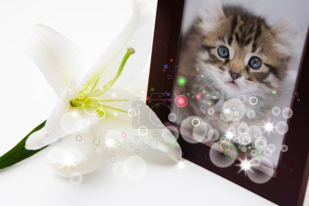 Téléchargez les photos : Portrait de chat de famille dans un cadre en bois - en image libre de droit
