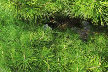 Téléchargez les photos : Branches de sapin vert avec aiguilles, vue rapprochée - en image libre de droit