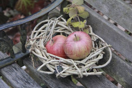 Téléchargez les photos : Deux pommes dans un nid sur un banc - en image libre de droit