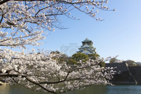 Téléchargez les photos : Beau château d'Osaka avec fleur de cerisier, Osaka, Japon - en image libre de droit