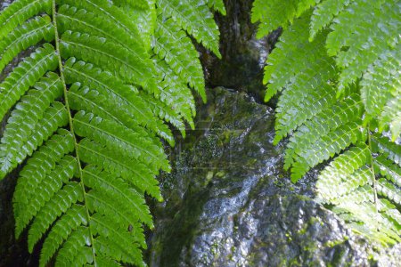 Téléchargez les photos : Gros plan des feuilles de fougère verte - en image libre de droit