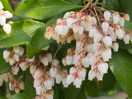 Téléchargez les photos : Branches avec des fleurs de Pieris japonica, de l'androméda japonais ou du pieris japonais - en image libre de droit