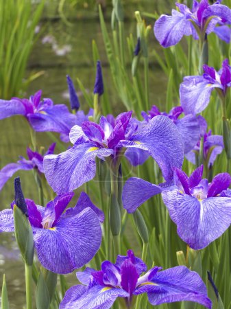 Photo for Beautiful purple iris flowers in the garden - Royalty Free Image