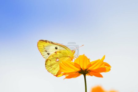 Foto de Mariposa amarilla sobre hermosa flor, fondo de naturaleza de verano - Imagen libre de derechos