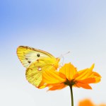 yellow butterfly on beautiful flower, summer nature background