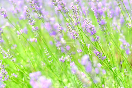 Téléchargez les photos : Belles fleurs de lavande dans un champ en été - en image libre de droit