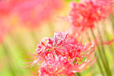 Téléchargez les photos : Vue rapprochée de belles fleurs rouges en fleurs - en image libre de droit