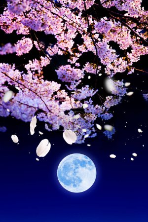 sakura blossoms and the full moon