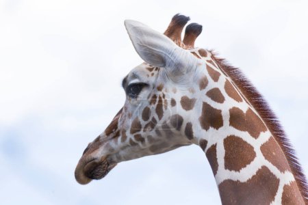 Foto de Primer plano retrato de una jirafa africana - Imagen libre de derechos