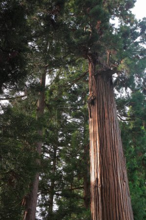 Photo for Giant Sequoia trees at the Park - Royalty Free Image