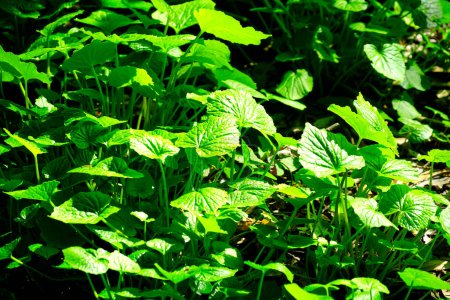 Photo for Fresh green leaves in the garden at sunny day - Royalty Free Image