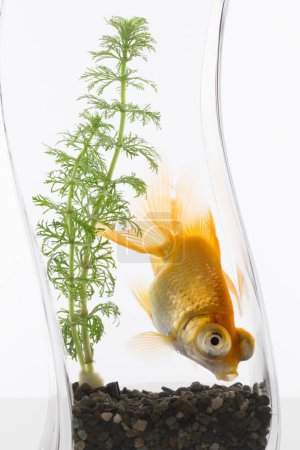Foto de Primer plano de un pez rojo sobre un fondo blanco - Imagen libre de derechos