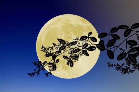 Foto de Luna llena en el cielo nocturno y ramas con hojas - Imagen libre de derechos