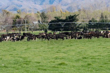 Téléchargez les photos : Un troupeau de vaches broutant dans les champs - en image libre de droit