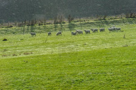 Téléchargez les photos : Troupeau de moutons pâturant sur la prairie verte - en image libre de droit