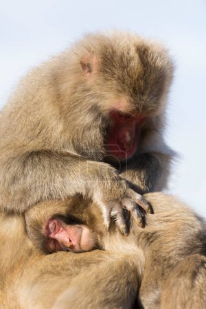 Foto de Monos macacos lindos en busca de pulgas - Imagen libre de derechos