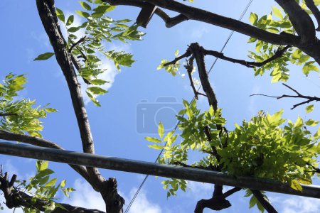 Téléchargez les photos : Branches d'arbre sur fond bleu ciel - en image libre de droit