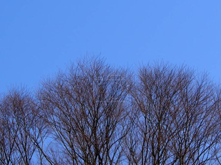 Téléchargez les photos : Bare tree branches on sky background. - en image libre de droit