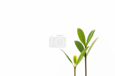 Photo for Close-up view of young green plants isolated on white background - Royalty Free Image