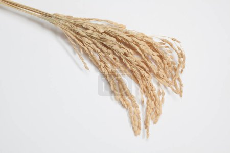 Photo for Dry ears of wheat isolated on white background - Royalty Free Image