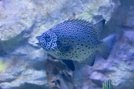 Foto de Hermoso pez de acuario manchado azul - Imagen libre de derechos