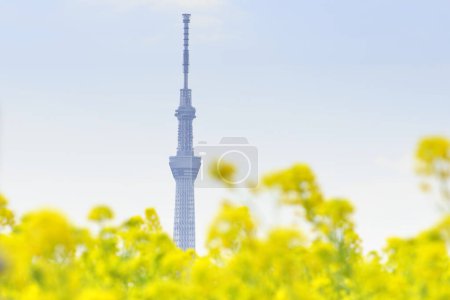 Foto de Vista de Tokyo Skytree con flores - Imagen libre de derechos