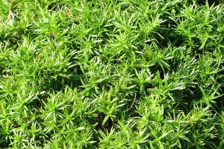 Téléchargez les photos : Les plantes vertes poussant dans le jardin à la journée ensoleillée d'été - en image libre de droit