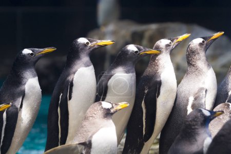 Foto de Pingüinos lindos en el acuario - Imagen libre de derechos