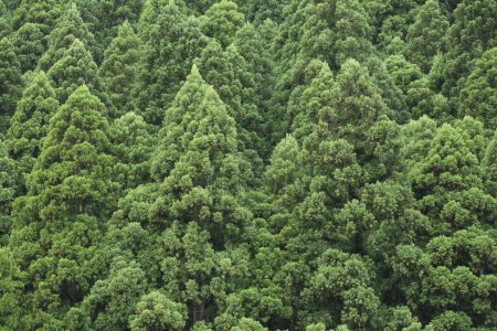 Téléchargez les photos : Forêt verte pittoresque avec de beaux arbres - en image libre de droit