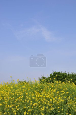 Foto de Hermoso paisaje con campo de flores amarillas y cielo azul - Imagen libre de derechos